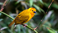 2024 Jan | Mandai Bird Paradise